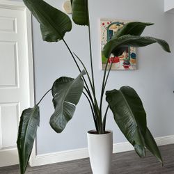 Big Plant (SAVE $250!!!) 