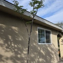 Large Chinese Pistache Tree – 10-12 ft