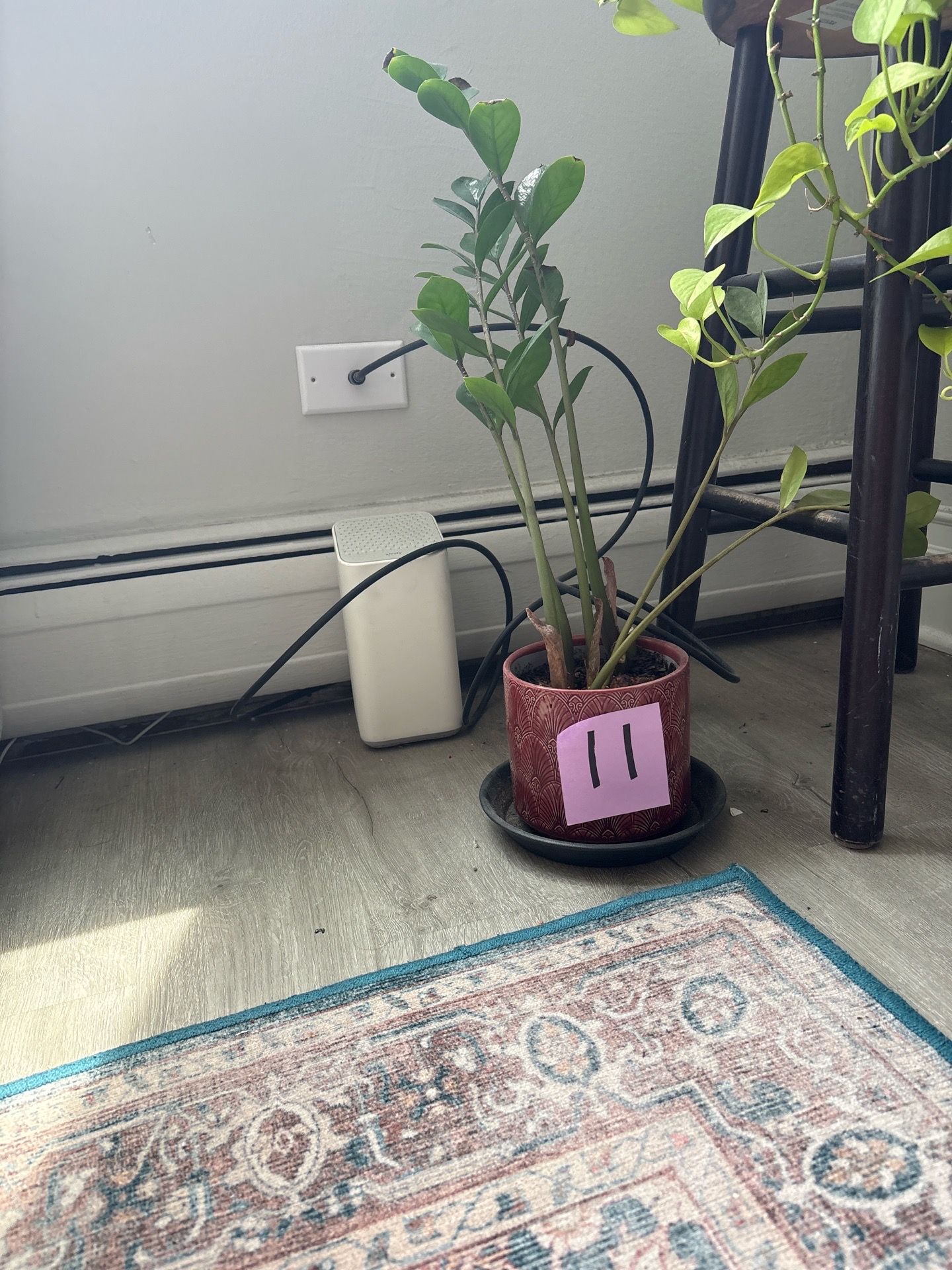 ZZ Plant in Decorative Pot
