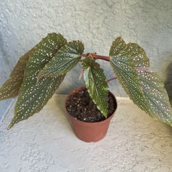 Begonia  Plant 