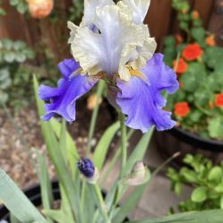 Iris