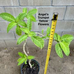 Tropical Angel Trumpet Yellow Flowers Shrub 