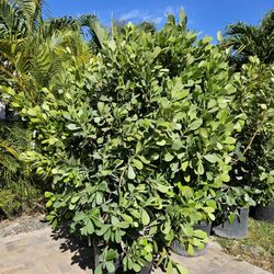 huge clusias Over 7 to 8 feet tall Instant Privacy Hedge For Fence Green  also 9 to 10 feet available 