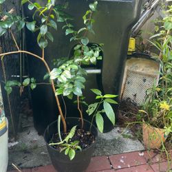 Surinam Cherry Plant 