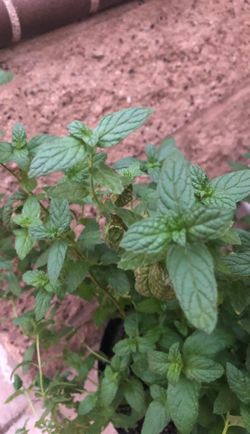 mint Plant 