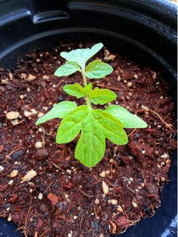 Organic Cherry Tomato Starts — Premium Living Soil!