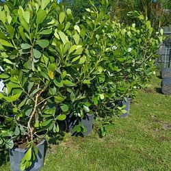 Huge Clusias Over 6 Feet Tall Instant Privacy Hedge For Fence
