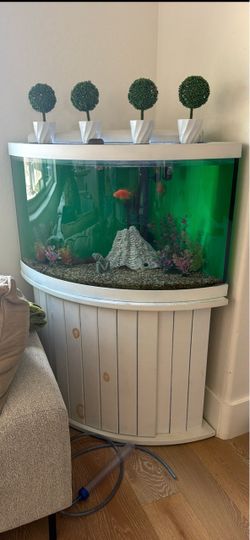54 gallon corner bow front aquarium