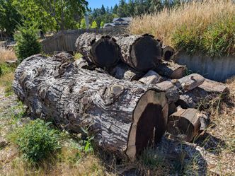 Free spruce and fir trees