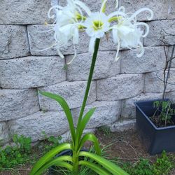 White Spider Lily Plant Five Gallon Pot 