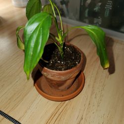 Free peace lily cutting just planted