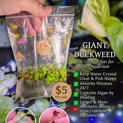 Aquarium plants $5 bad