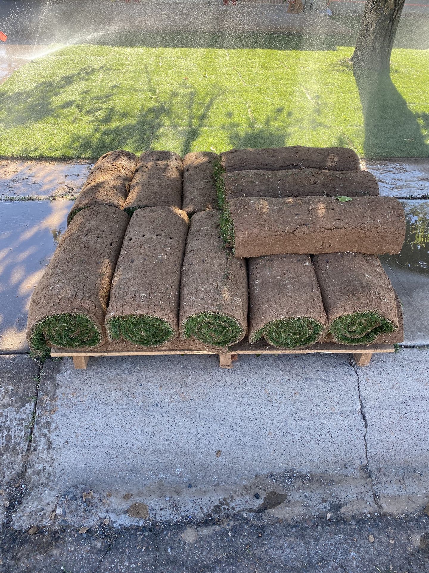 200 Sqft- Bobsod Bermuda Sod Grass