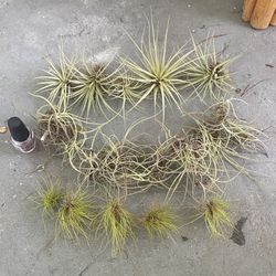 15 Airplants Assorted Tillandsia & Moss Balls