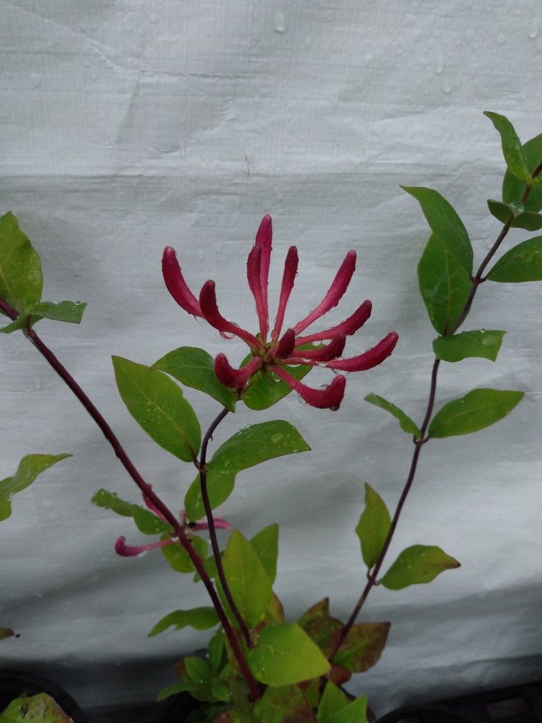 Honeysuckle Vine Purple And Gold Flowers Organicaly Grown
