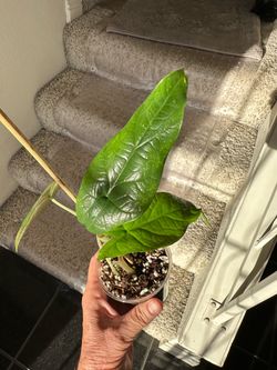 Alocasia