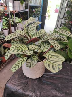Fishbone Calatheas Prayer Plant 