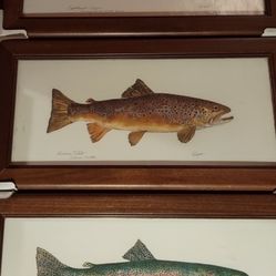 3 Framed Pictures Of Trout Paintings by Klatt