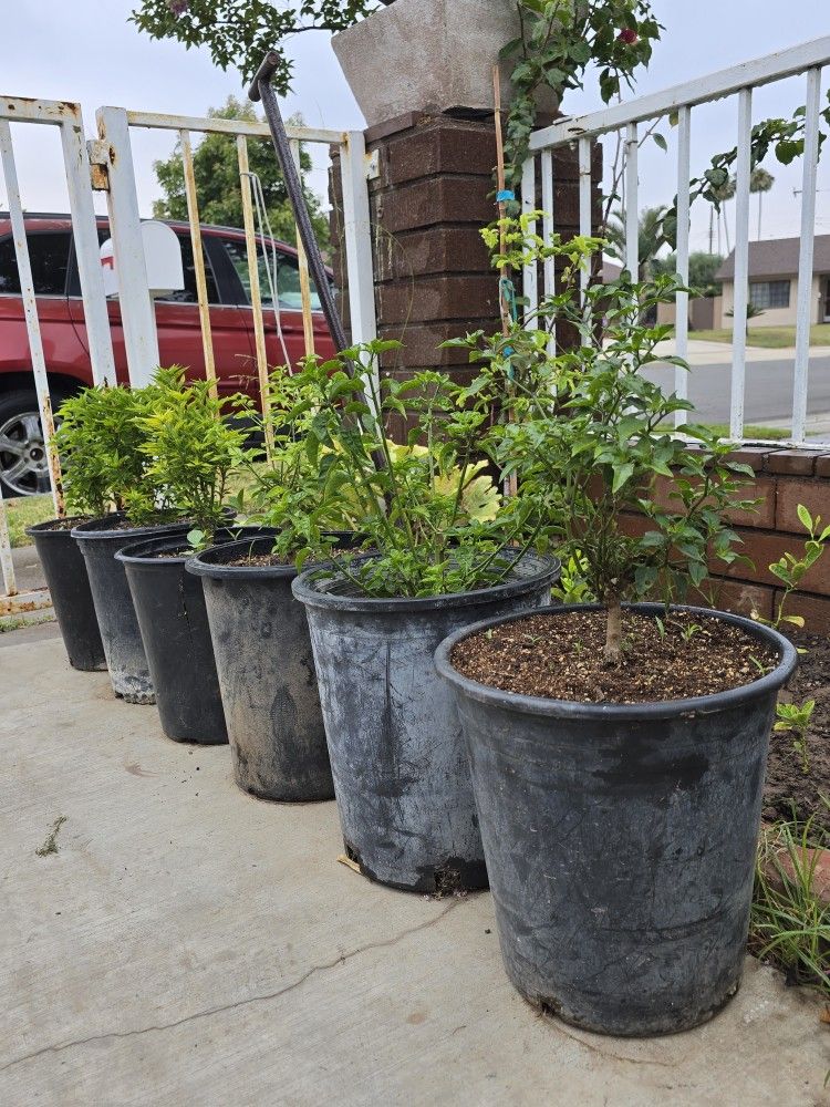 Chiltepin Plantas