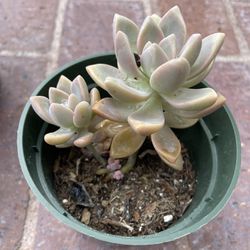 Baby succulent Plant 