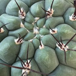 🌵 Super Fat Gymnocalycium Cactus • Plants • Cacti 🌵 