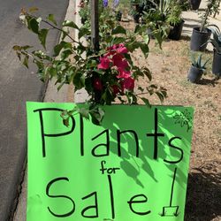 Plants For Sale