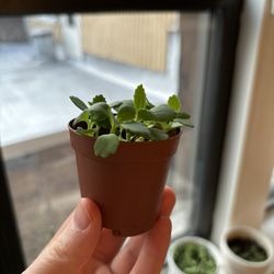 Mother Of Thousands Plant