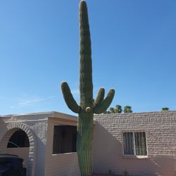 Large Saguaro Cactus 