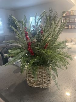 xmas plant