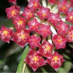 5” hoya rundamensis ( first pic is example )