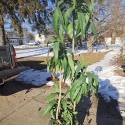 Price is firm.. beautiful 6-ft fake house tree