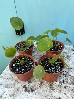 Peperomia