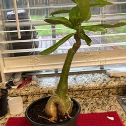 Desert Rose Plant Double Pink Flowers 