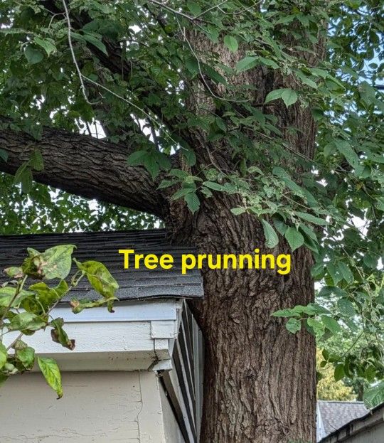 Tree Prunning