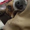 Doggie_Lover 