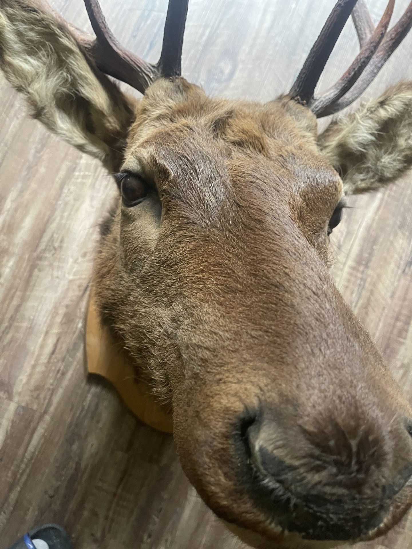 Head