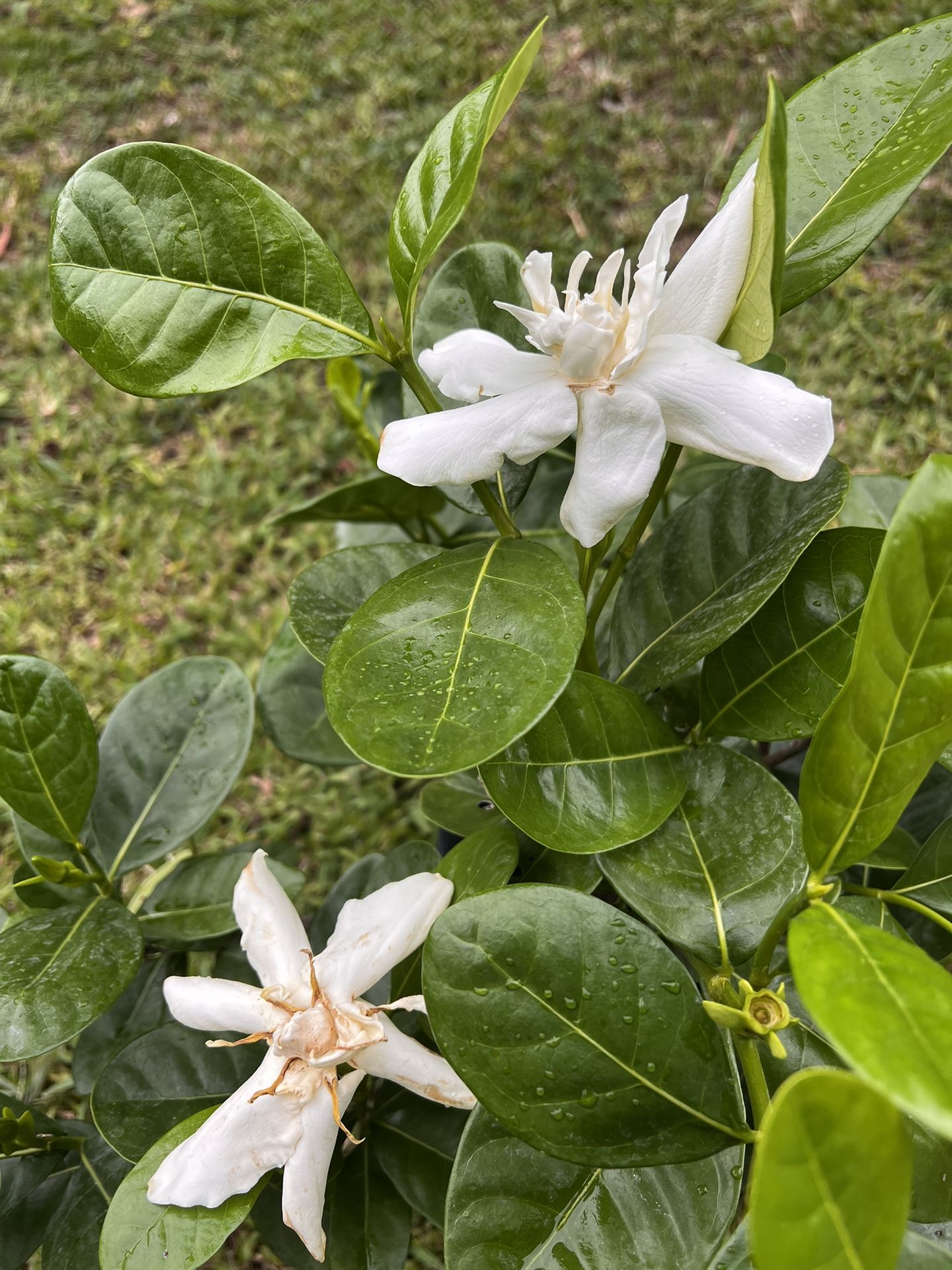 GARDENIA PLANT (3 gallon pot Large Tree) Scented & Breath taking 