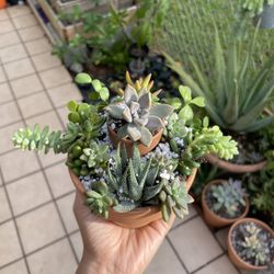 Succulent Plant Arrangements 