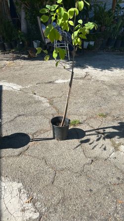 Guanoabana tree