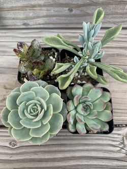 4 pcs Succulent Bundle