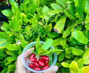 RARE Miracle Fruit Berry Tree Plant (Synsepalum dulcificum) Diabetic or Party Favor