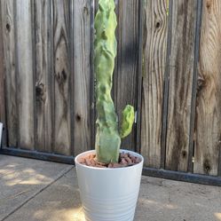 Totem Pole Cactus Plant 