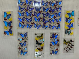 Acrylic Framed A1 Butterflies