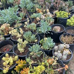 Succulents