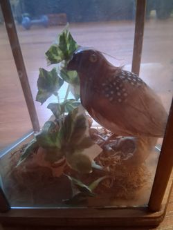 Stuff Bird for Display