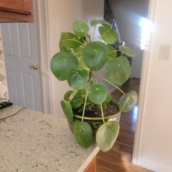 CHINESE MONEY PLANT CARE: EVERYTHING YOU NEED TO KNOW TO GROW AND PROPAGATE THE PILEA PEPEROMIOIDES

