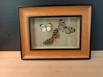 Framed butterflies