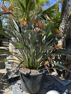 Dwaft bird of paradise 25gal tropical plant