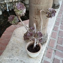 Plant for sale