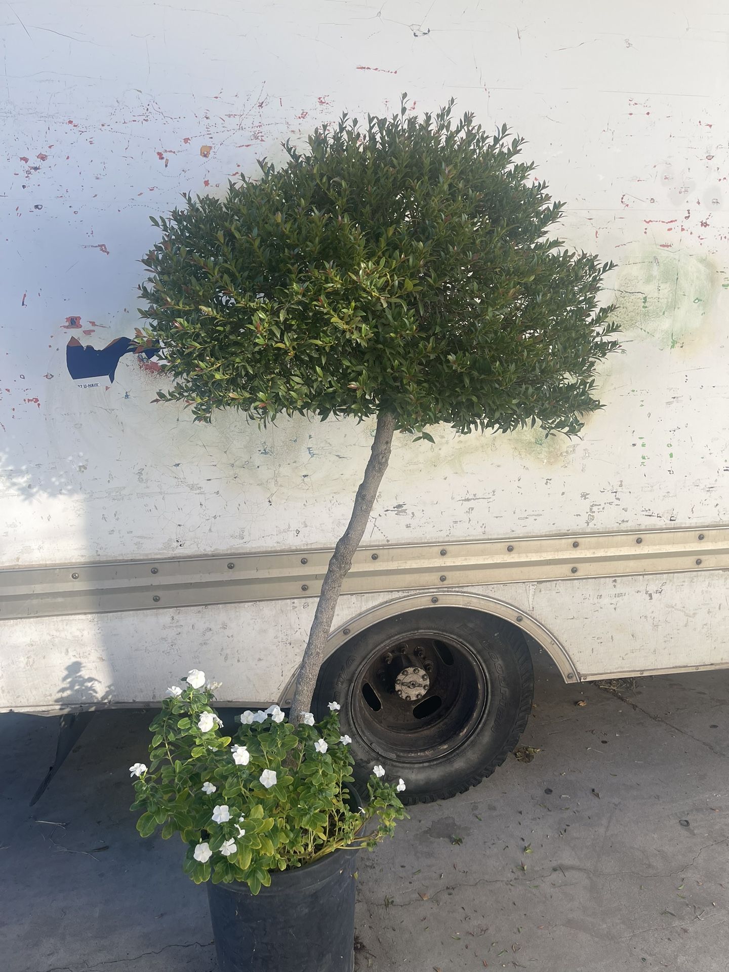 Beautiful Cherry Bush Topiary Tree  (Eugenia Compacta)